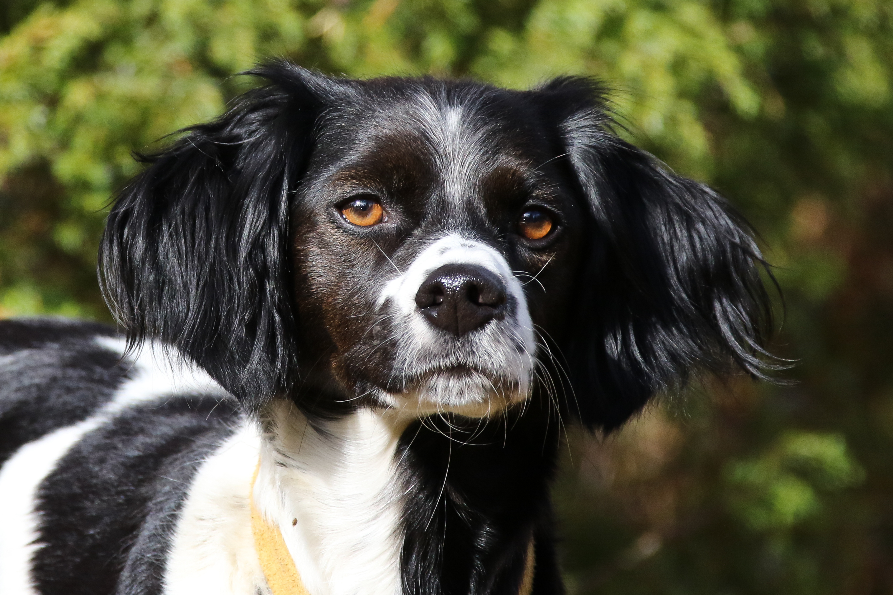 Almkullens Bess2016 2