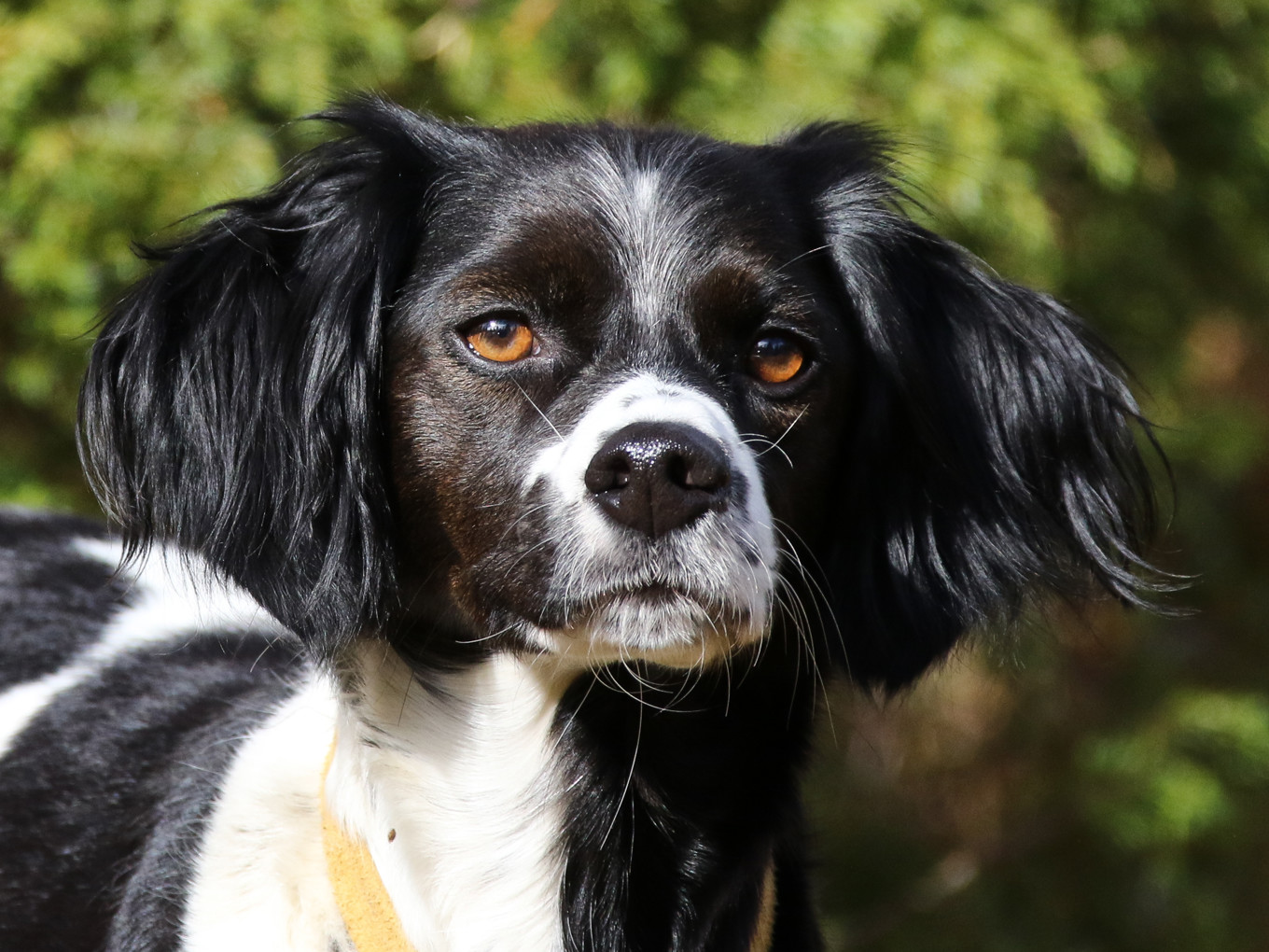 Almkullens Bess2016 2