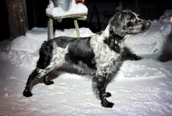 Snöfjällets Cola ,Floyd