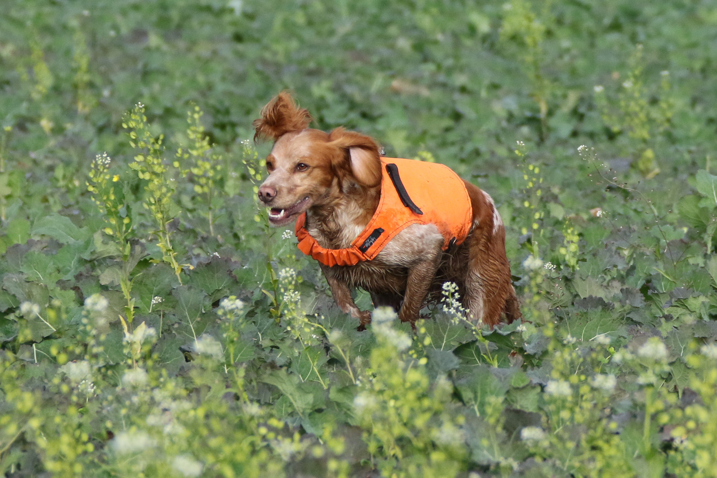 Almkullens Calla2015 4