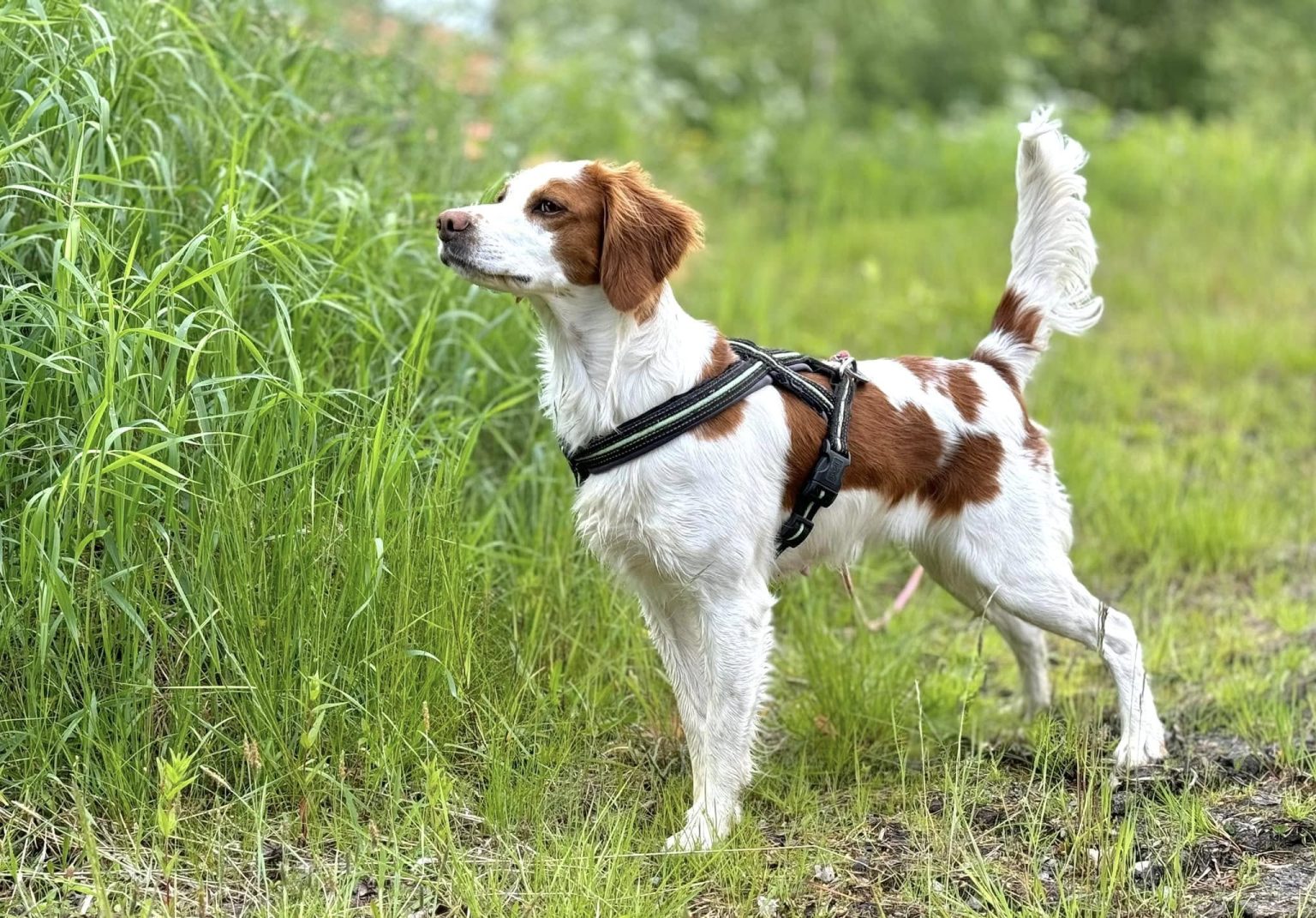 Suhlegan RD Freewell