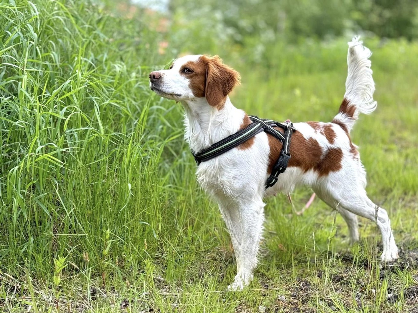 Suhlegan RD Freewell