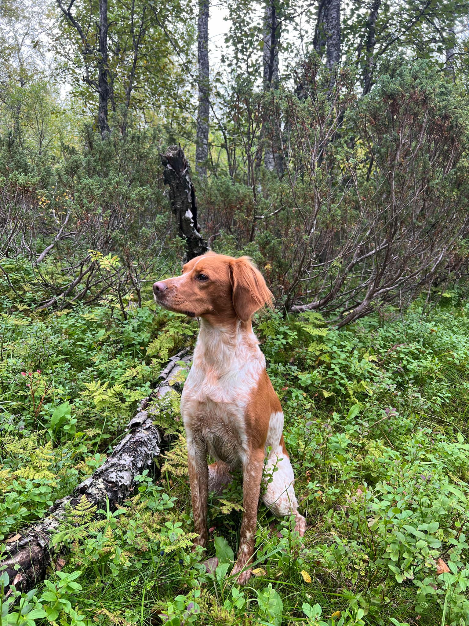 Fiskonfjällets Mira