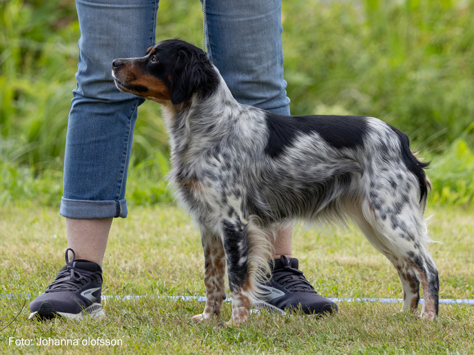 Eirams Halla Tri Äg Marie Nylander2025