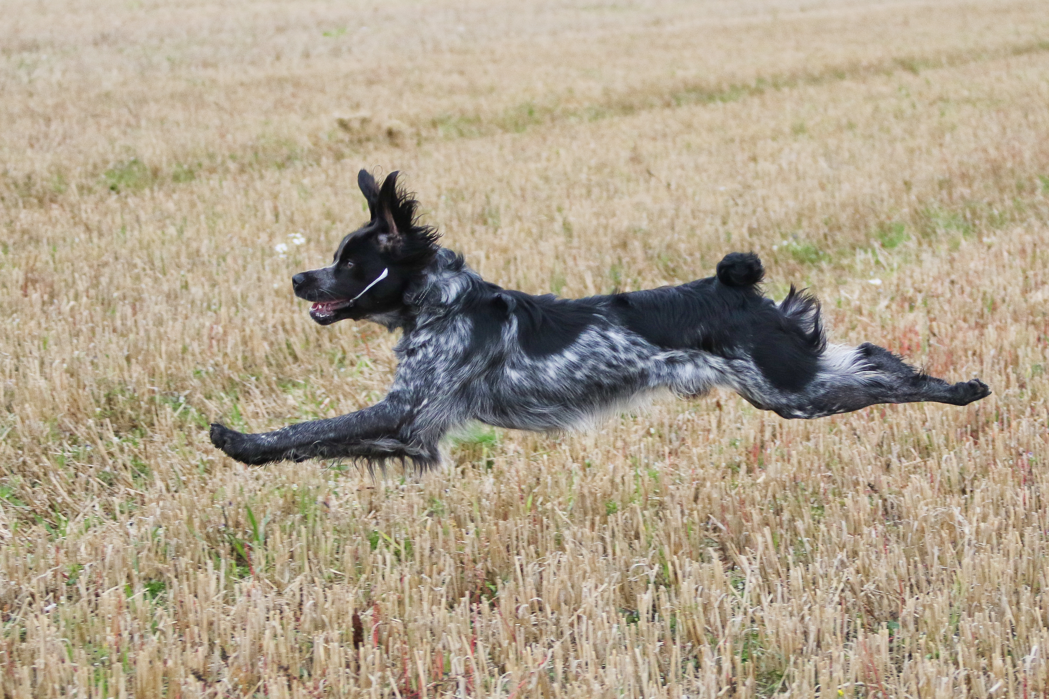 Almkullens Konjak2022