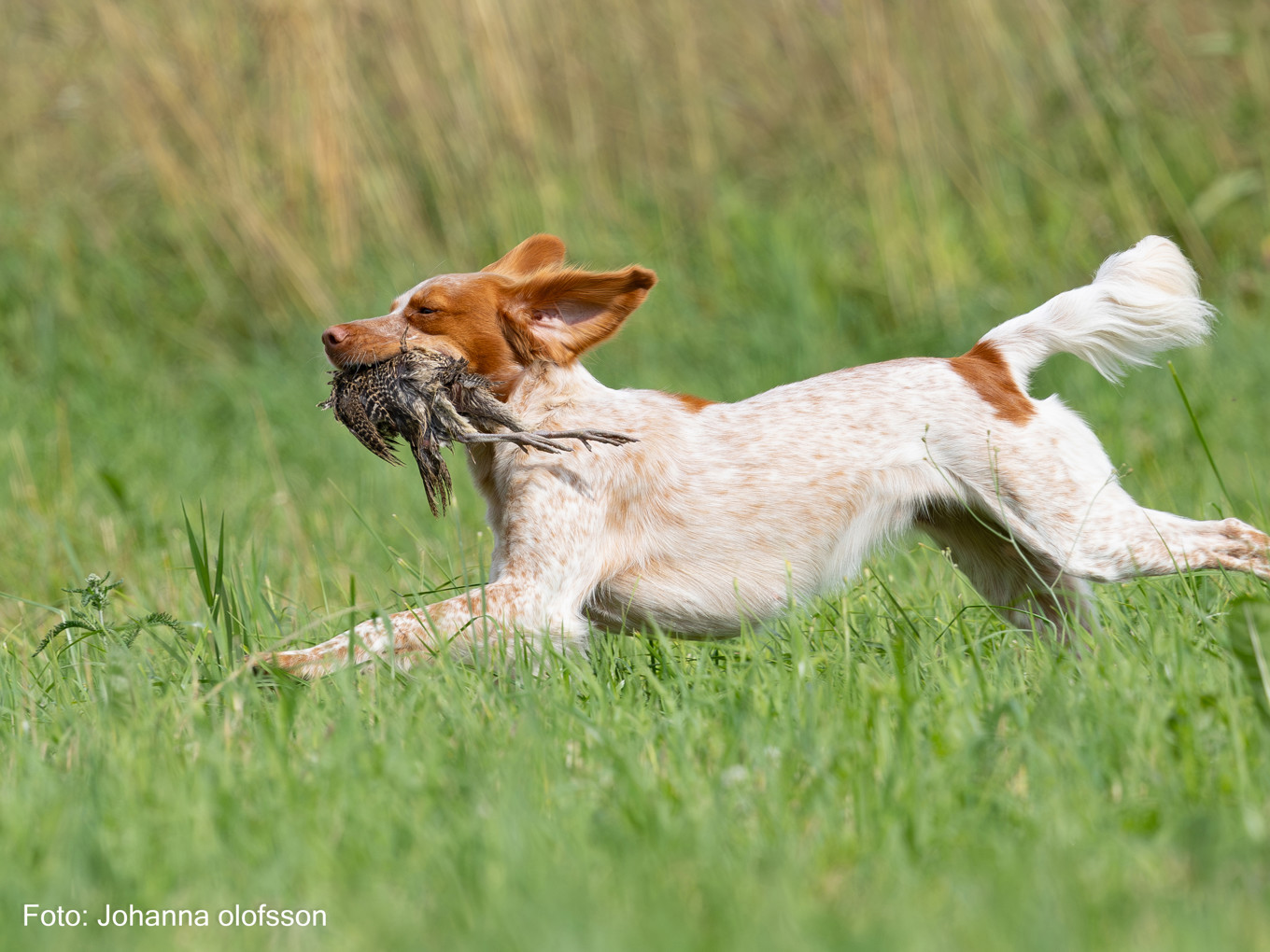 Agerlyckans Yoki Äg Pontus Ekman2025