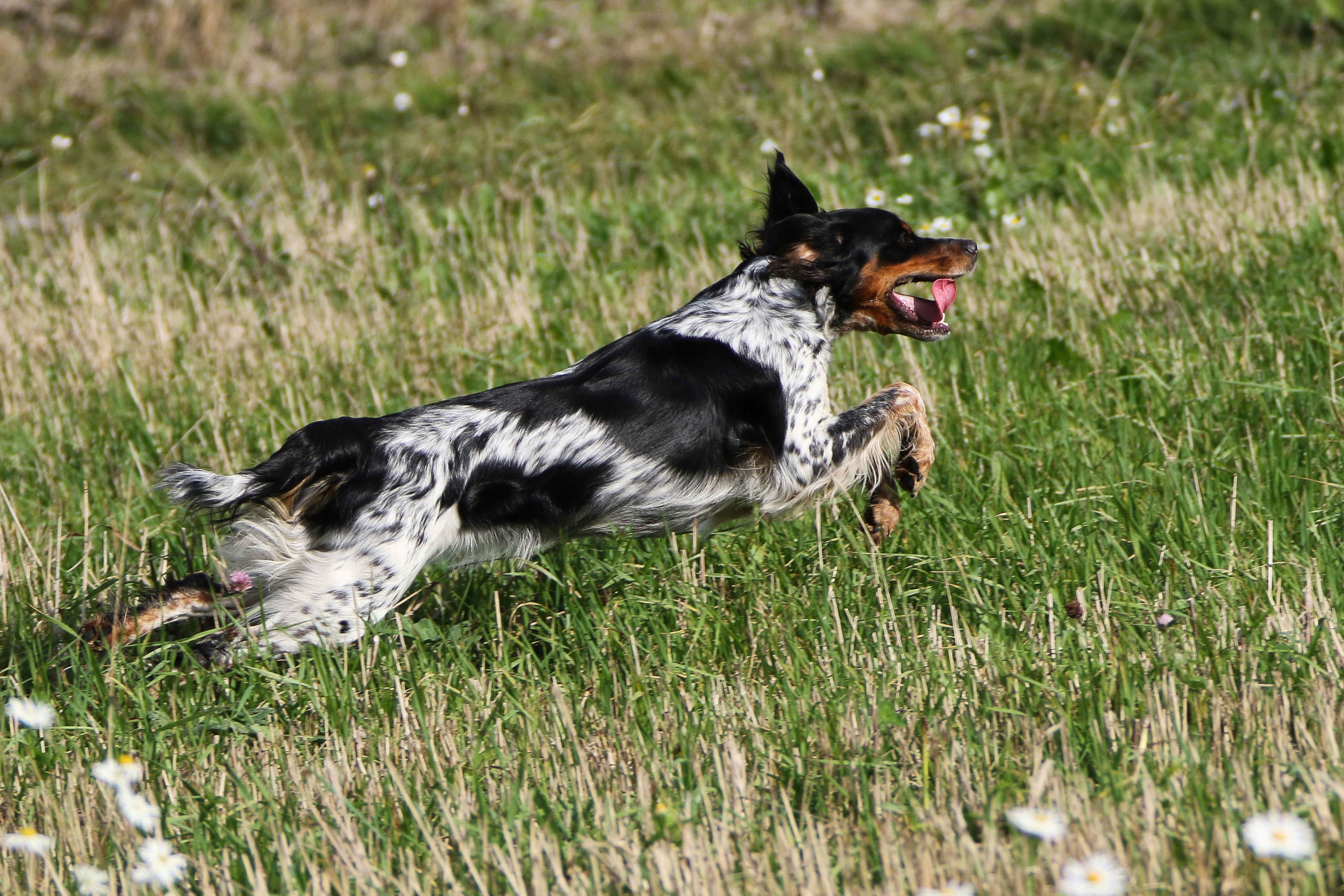 Almkullens Gucci2017 2