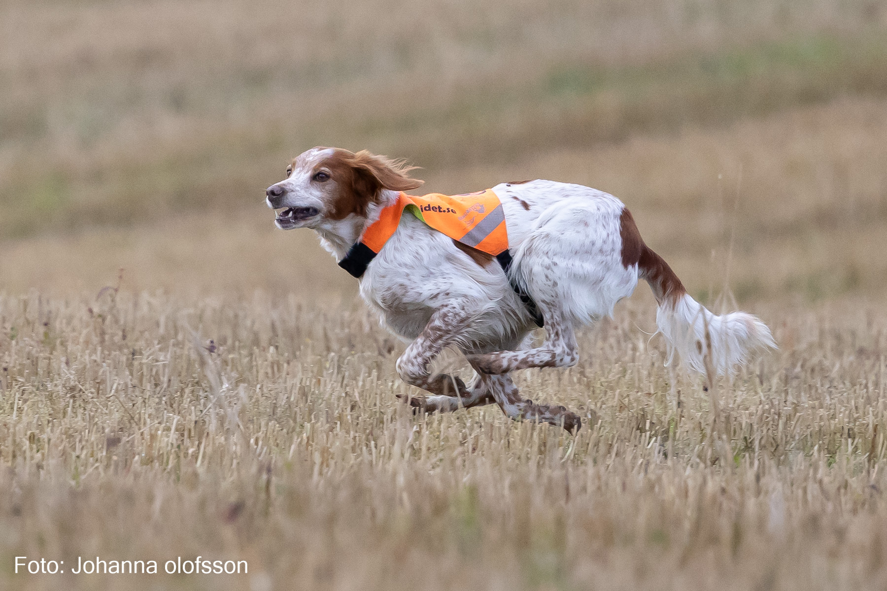 Fiskonfjällets Kira (3)