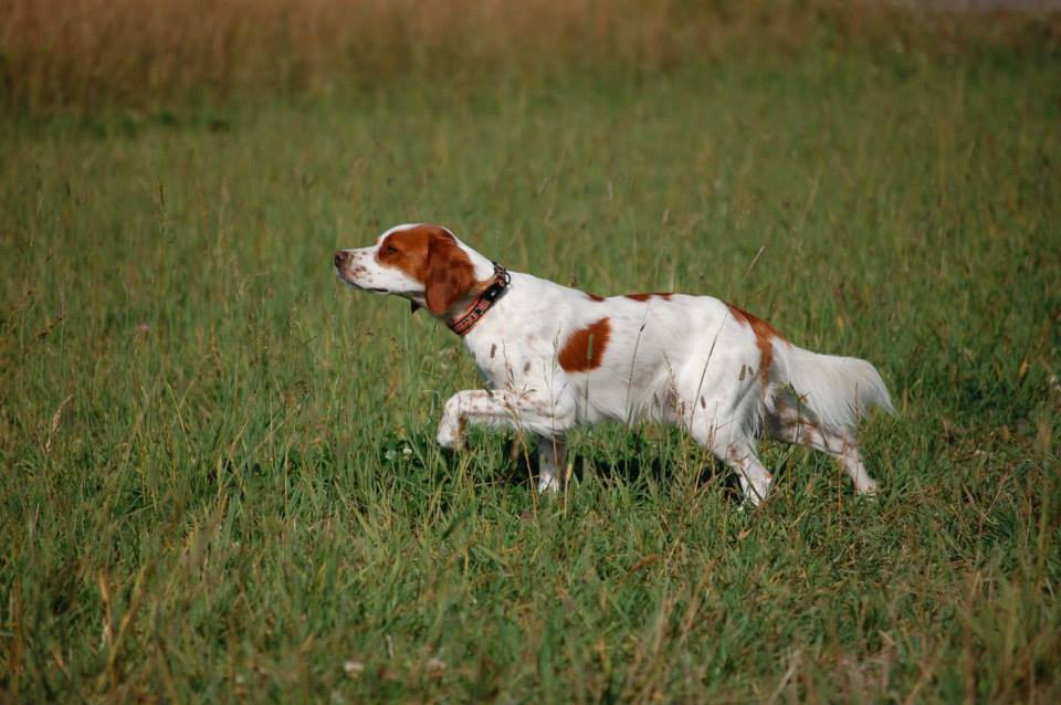 Red Garlic's Wasabi, Willie