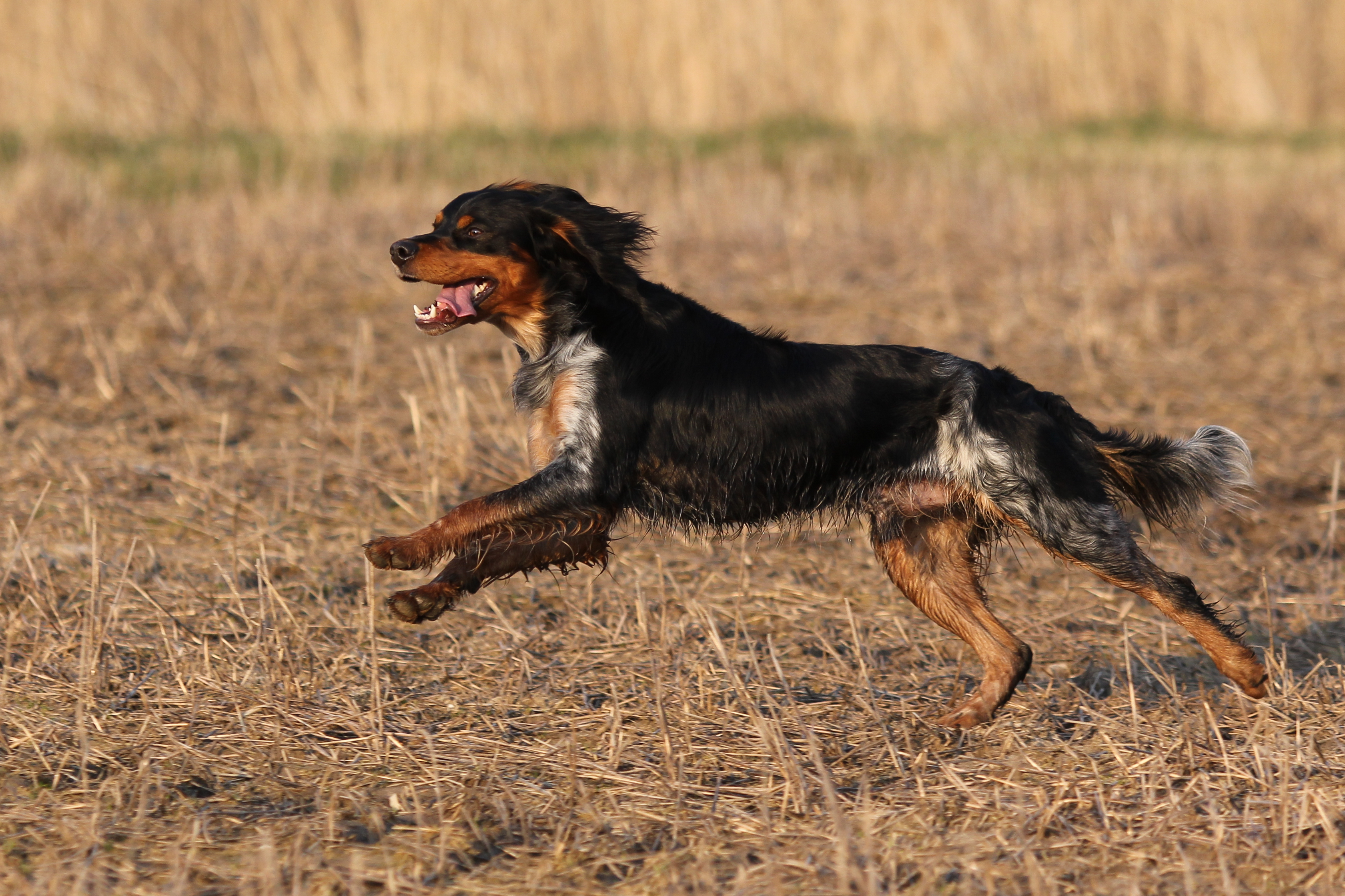 Almkullens Castro2014 2