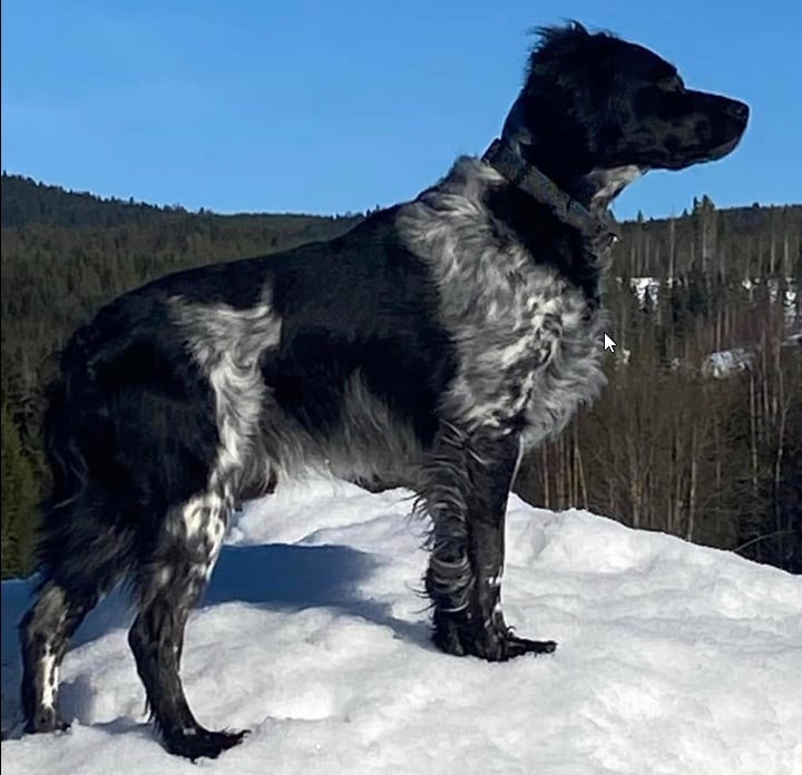 Snöfjällets Cola (Floyd)