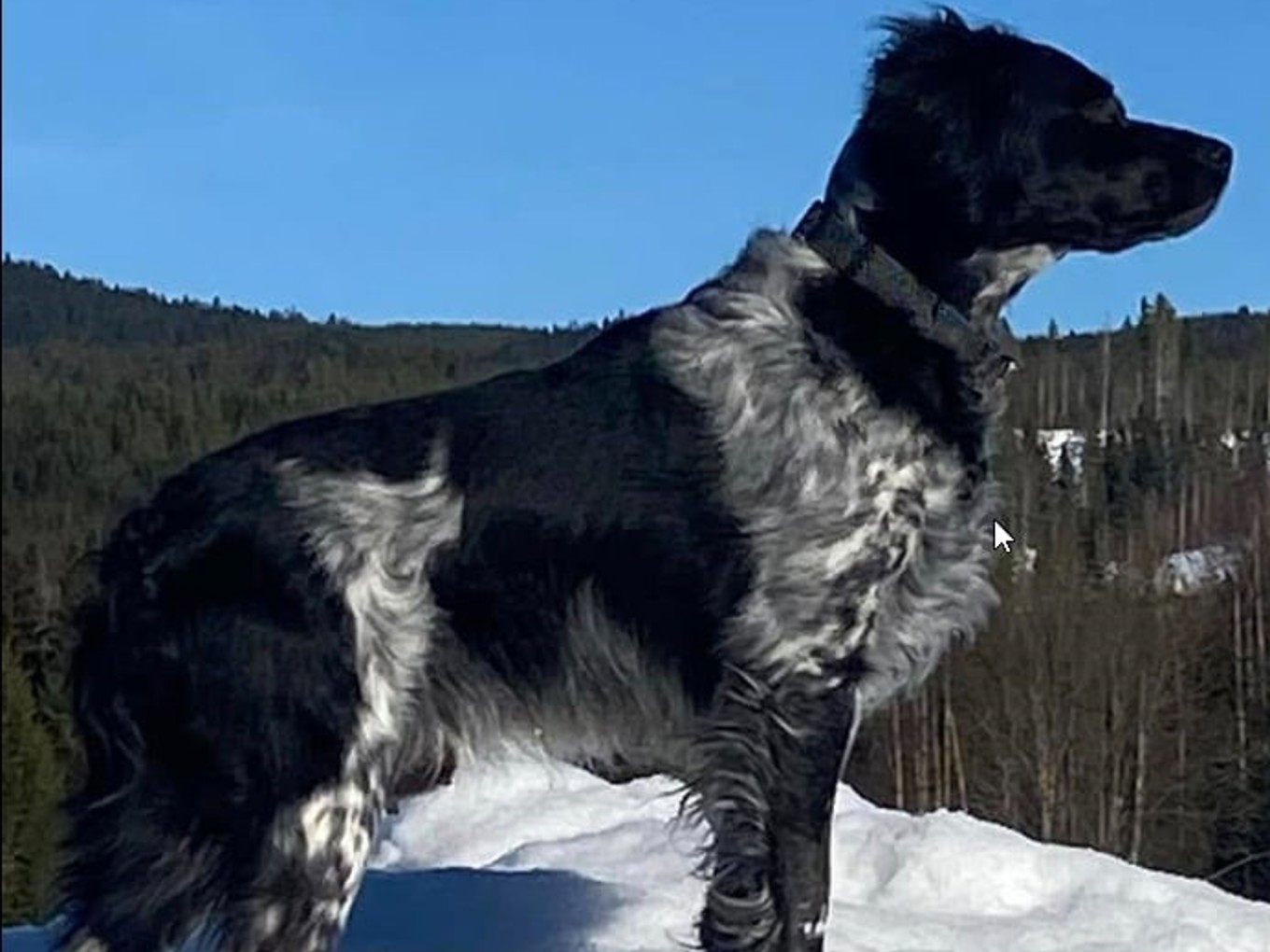 Snöfjällets Cola (Floyd)