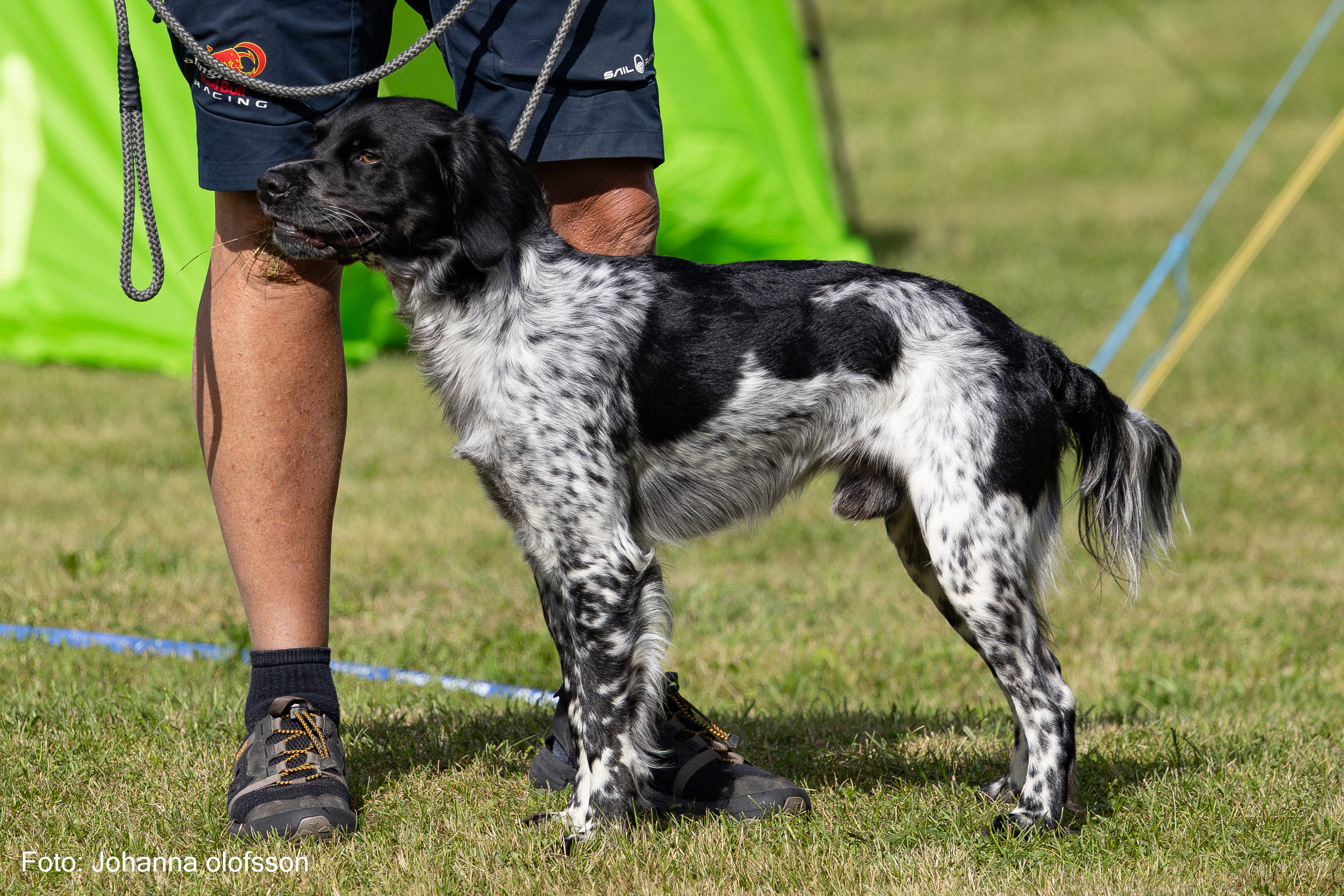 Lill Gemons Santos Äg Ulf Eliasson2025