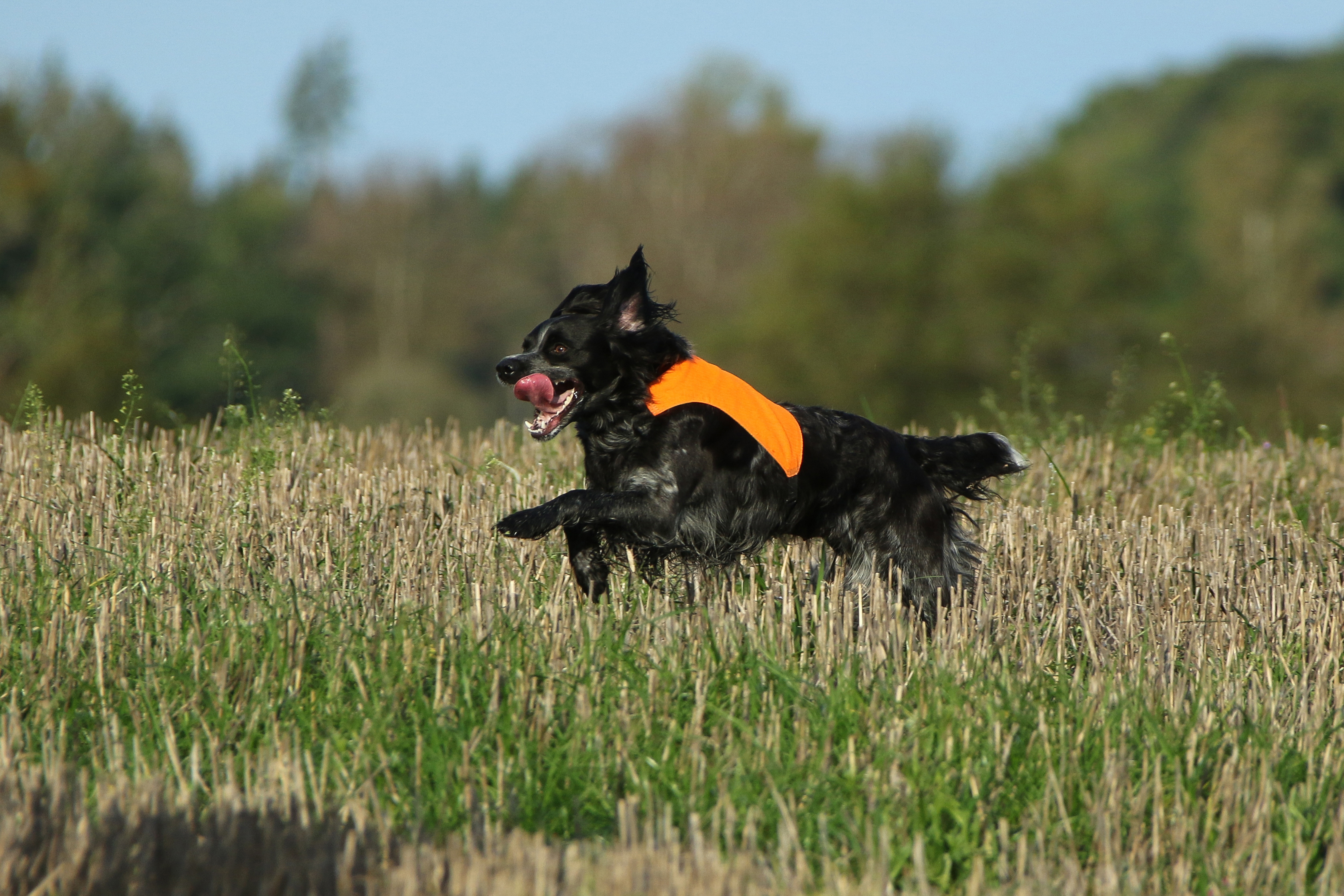 jaktprov Eirams Cajsa Cavat Äg Jacob Linton