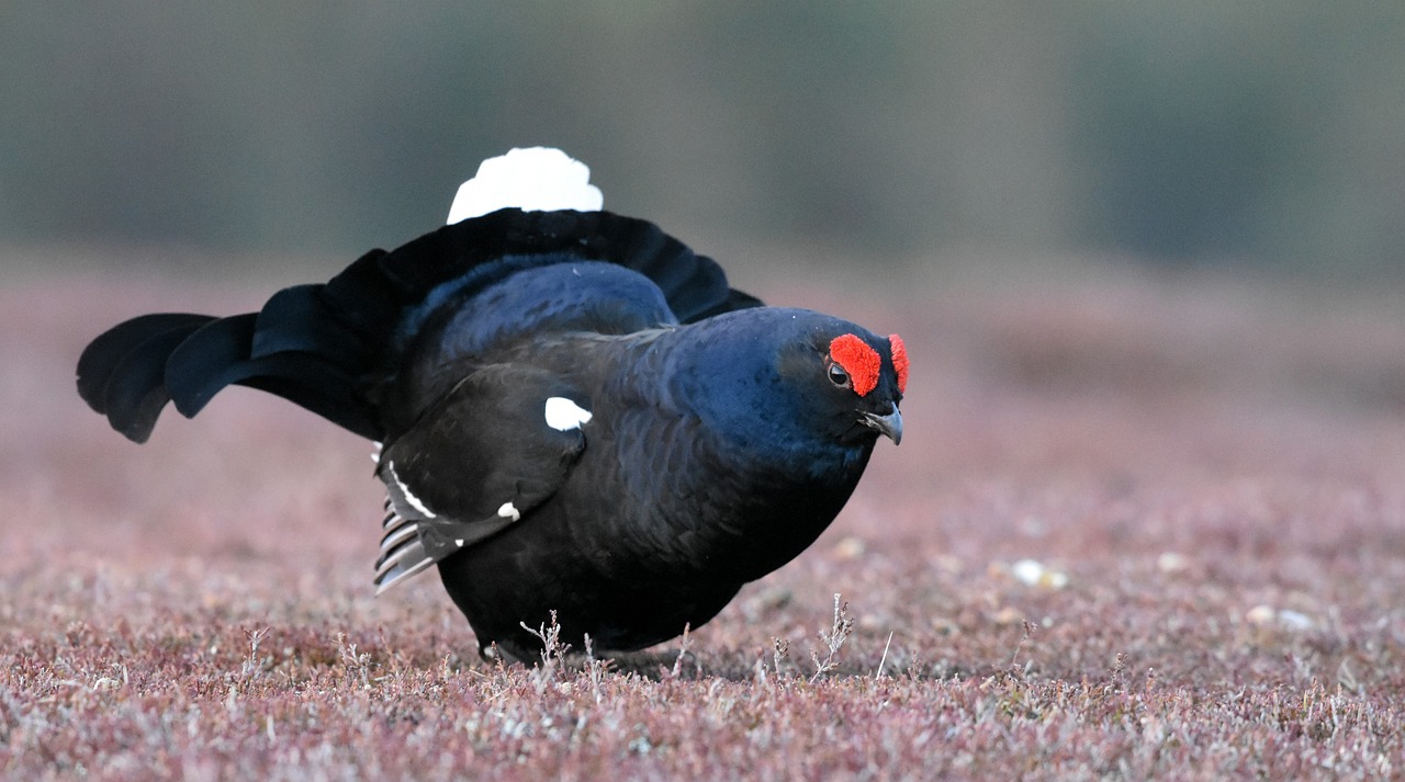 Black Grouse 4126537 1280