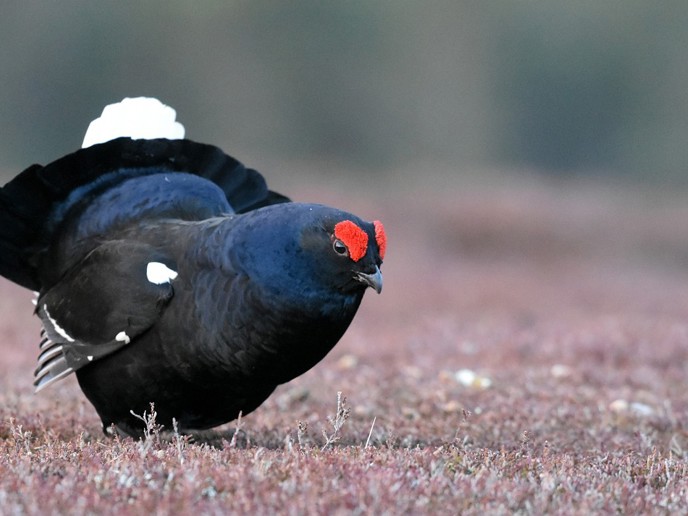 Black Grouse 4126537 1280