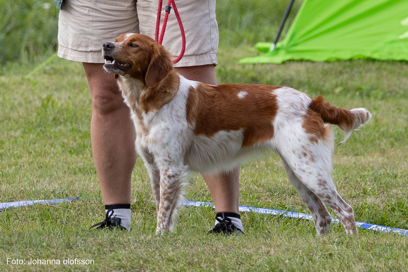 Ripvidets Vilja Äg Daniel Ersson Action + Övriga Bilder Breton2025
