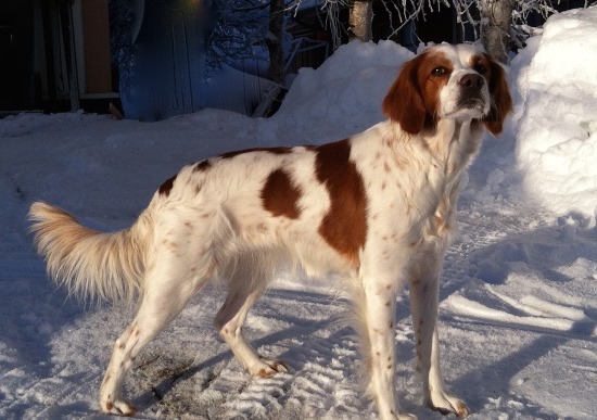 Rickardssons Liva (3)