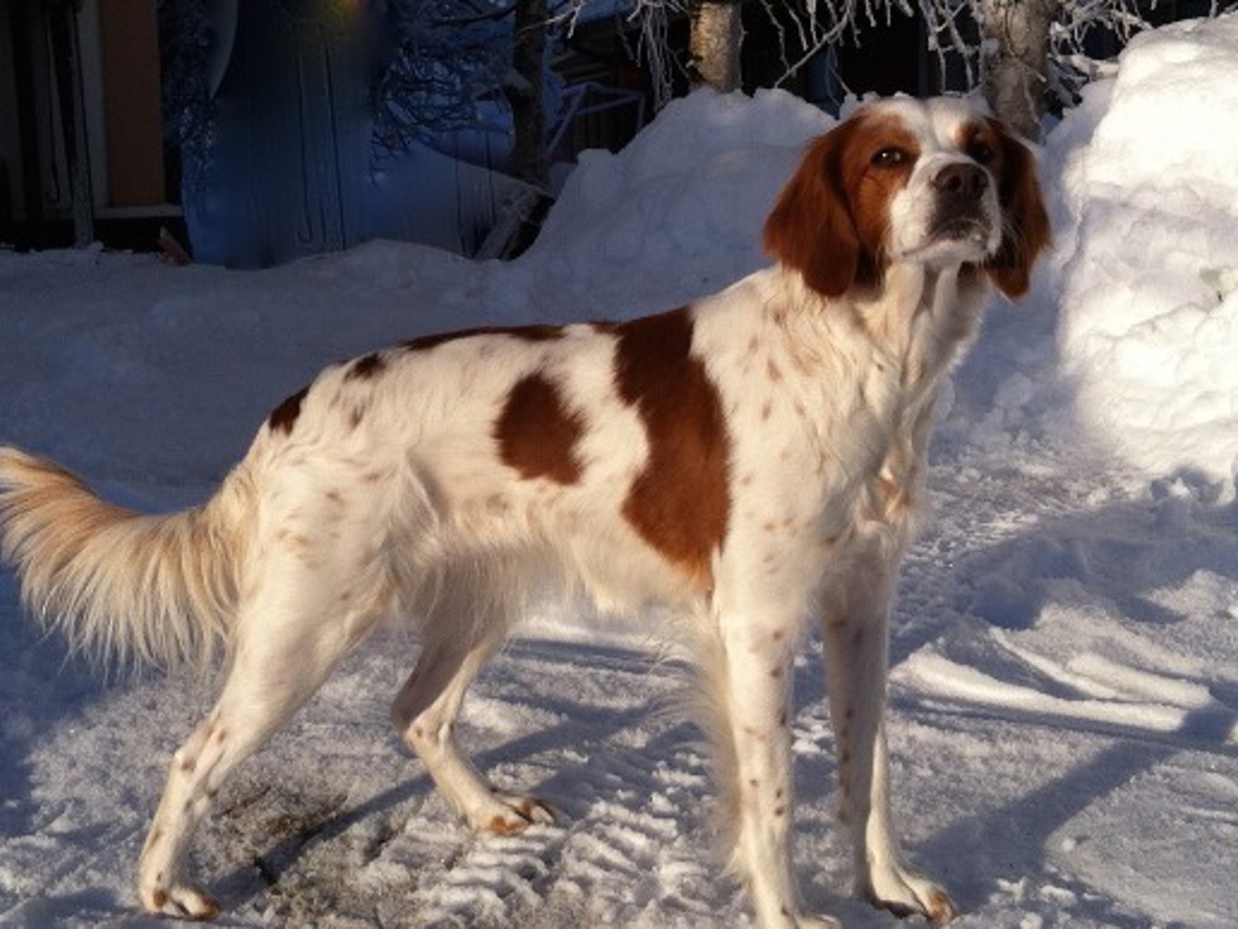 Rickardssons Liva (3)