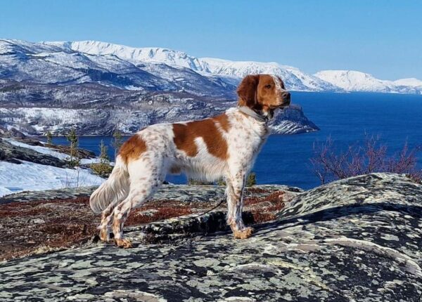 Nemo I Alta L 600X430