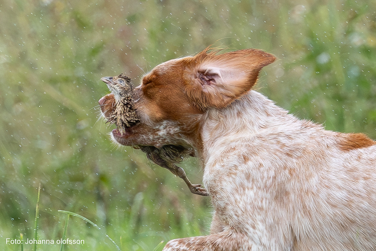 Final Agerlyckans Yoki Äg Pontus Ekman2025 2