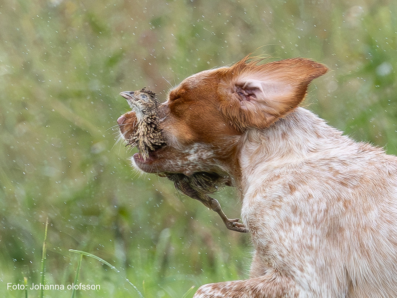 Final Agerlyckans Yoki Äg Pontus Ekman2025 2