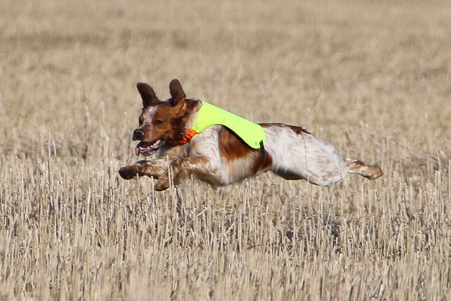 Almkullens Foppa2017