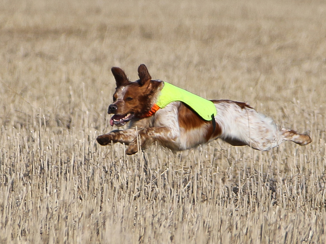 Almkullens Foppa2017