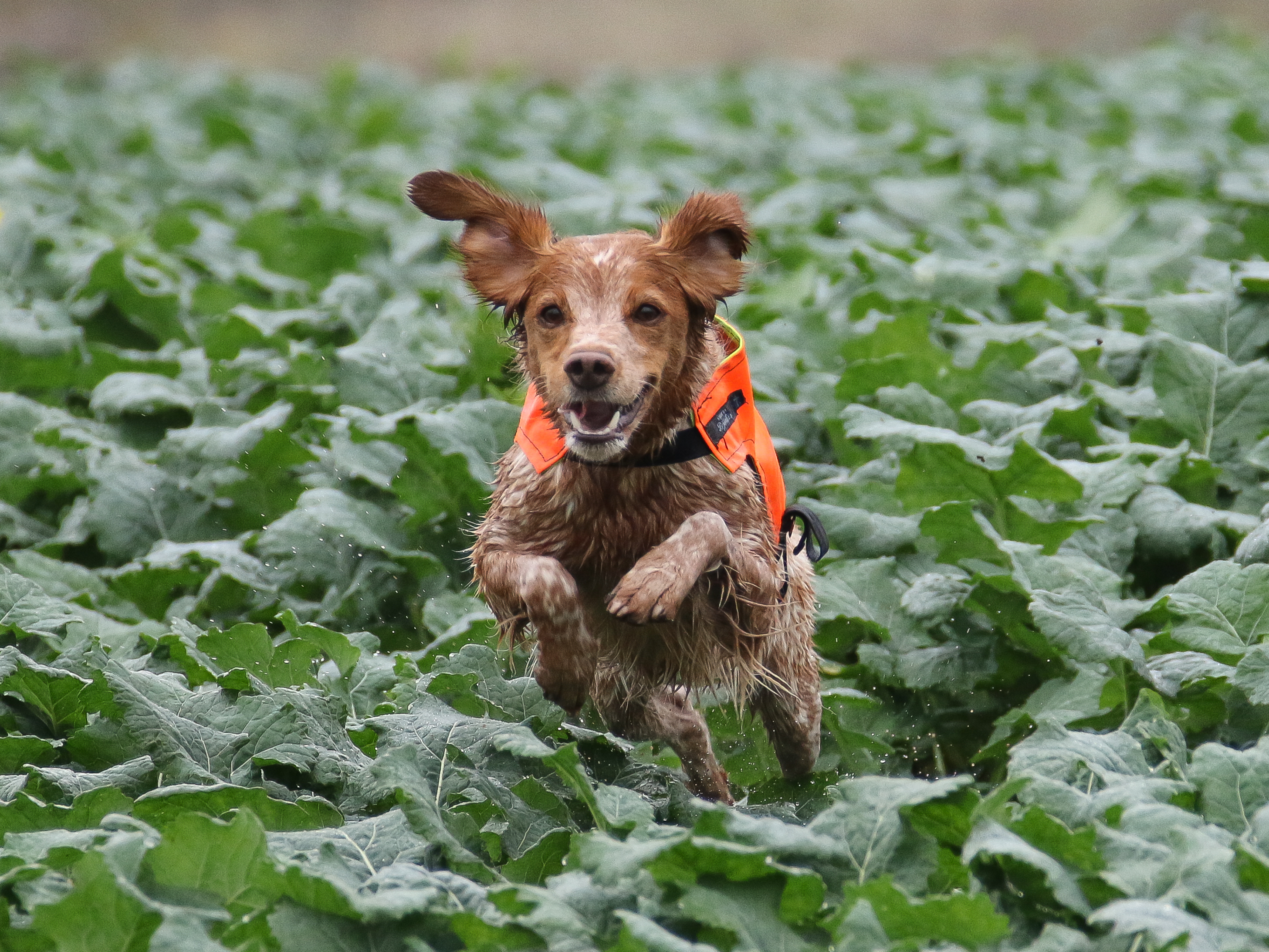 Lill Gemons Luna (Hera) (2)