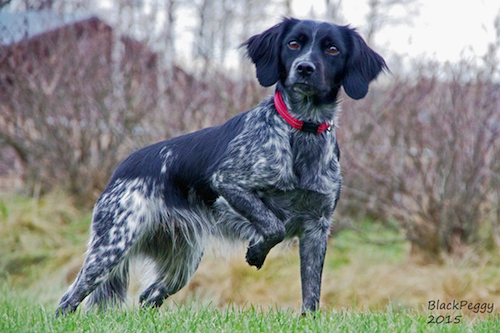 Röbäcksslättens Blackpeggy 2015 AB Blackpeggy