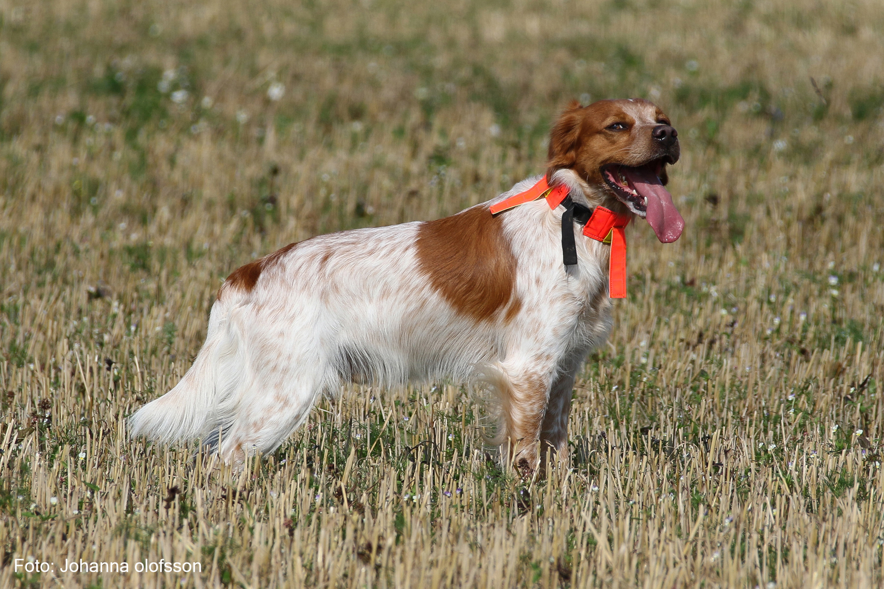 Almkullens Isidor (2)