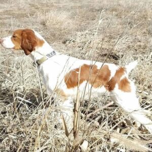 High Plains Jessie 300X300