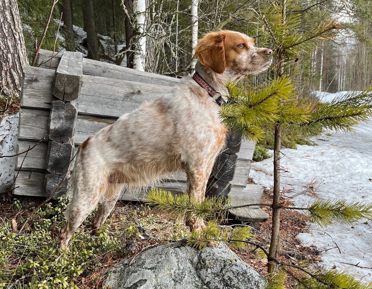 Eirams Fina Fågelfinnare 2