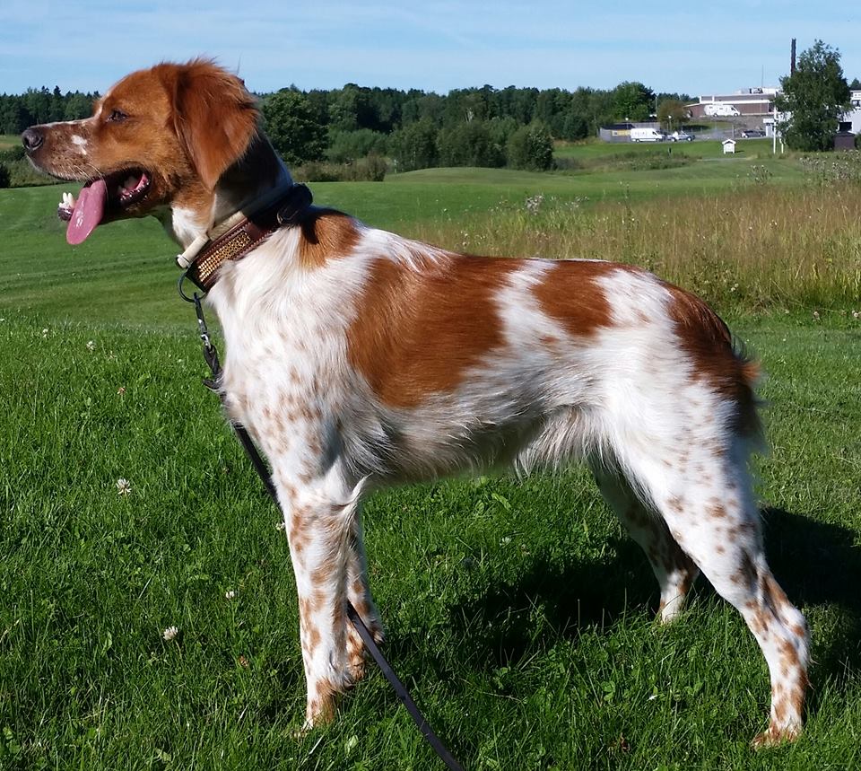 Indra Etoile De Passemarais 1