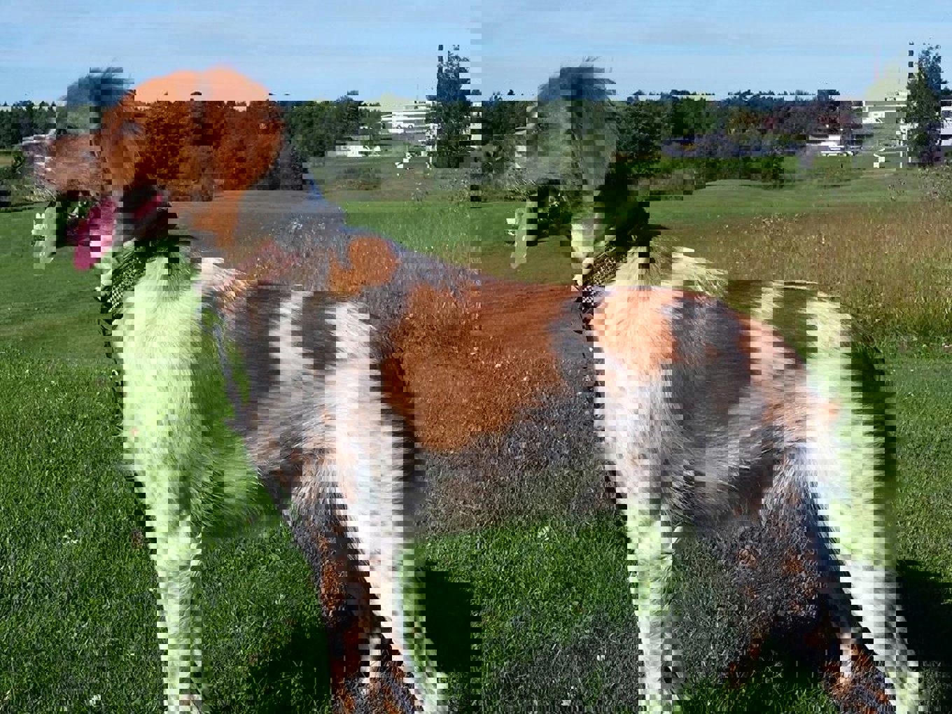 Indra Etoile De Passemarais 1