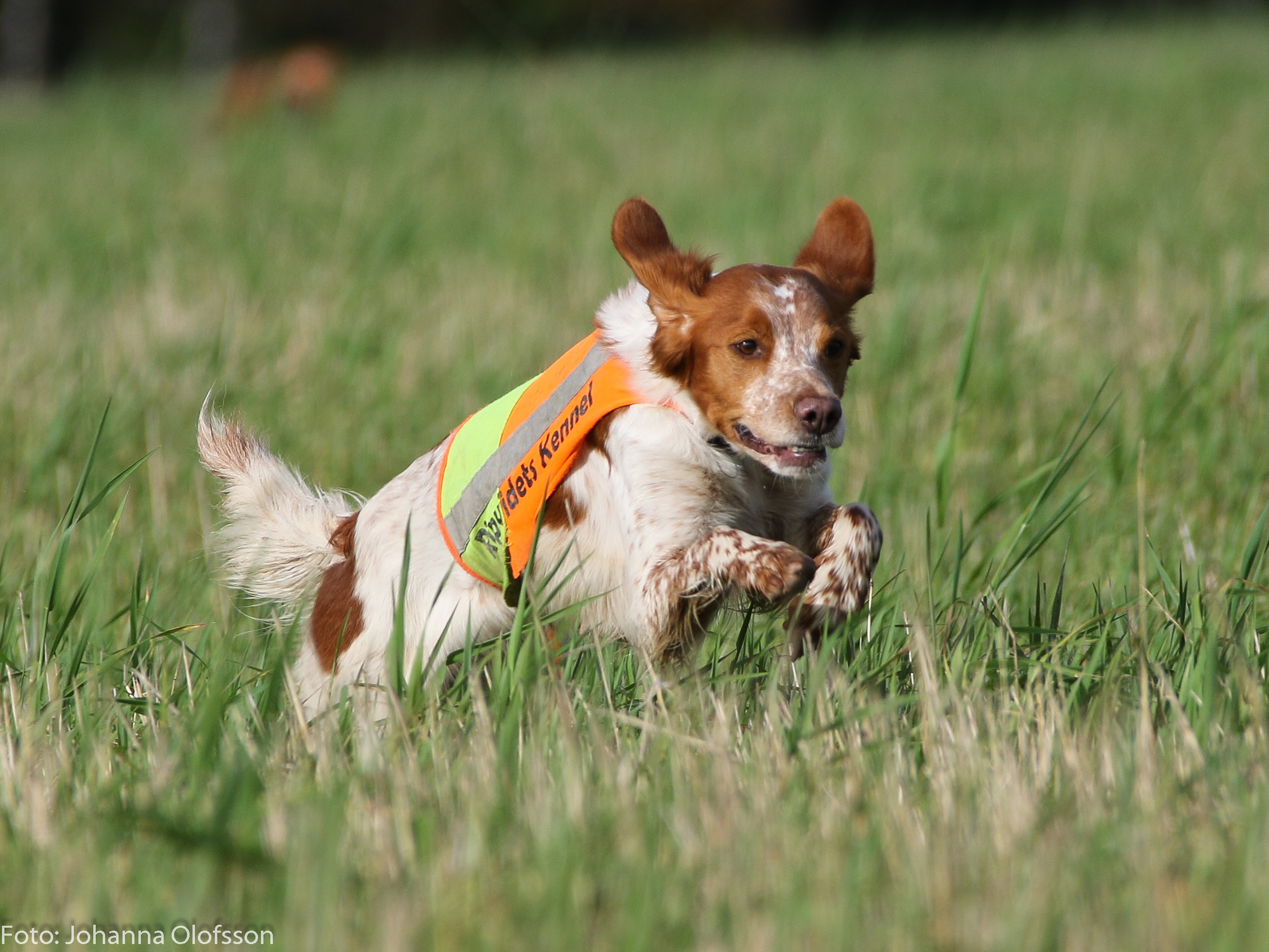 Fiskonfjällets Kira (2)