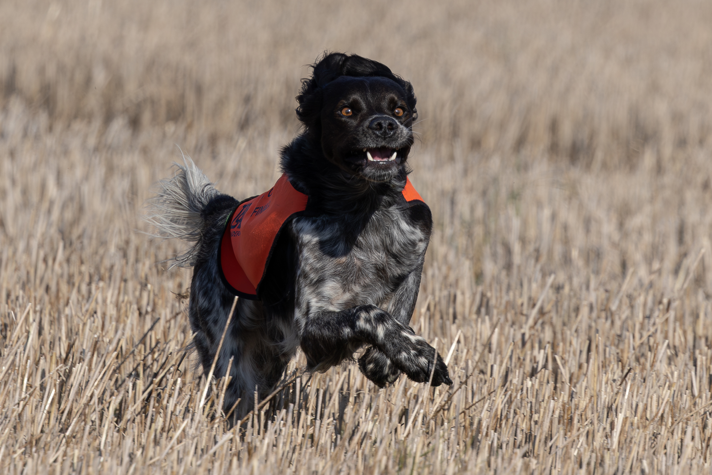 Lill Gemons Nebbiolo (1)