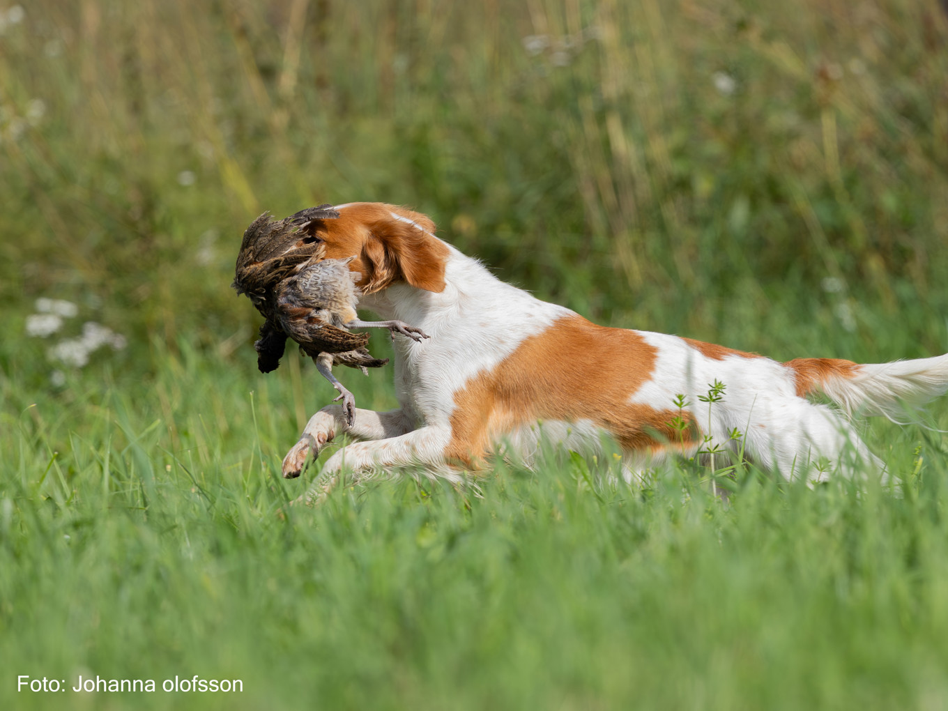 Graipesvares Diva Äg Patrich Orresol2025