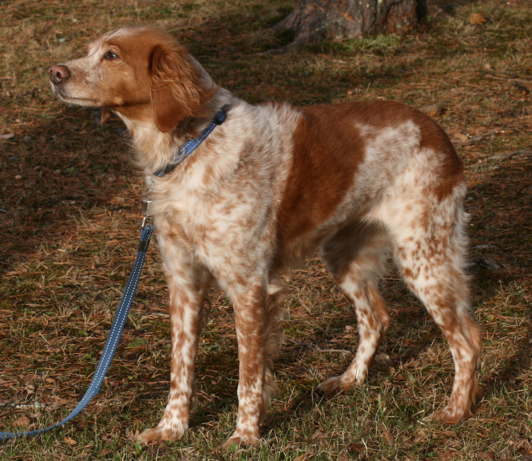 Tricky Treet´S Iriz (1)