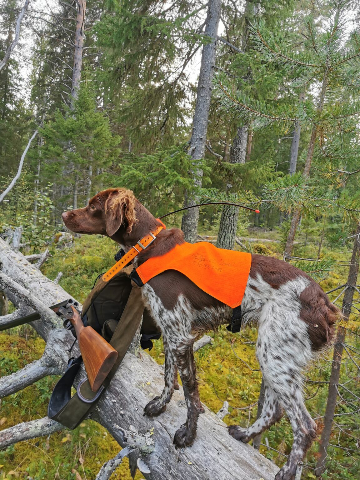 Snöfjällets Black Brownie
