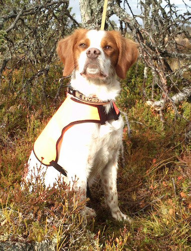 Red Garlic's Wasabi (2)