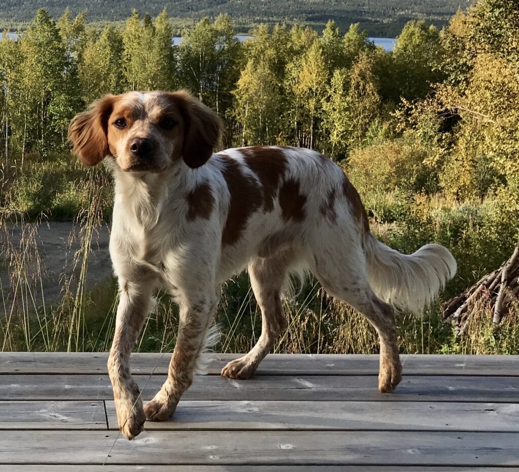 Crilos Sigfrid 1024X932