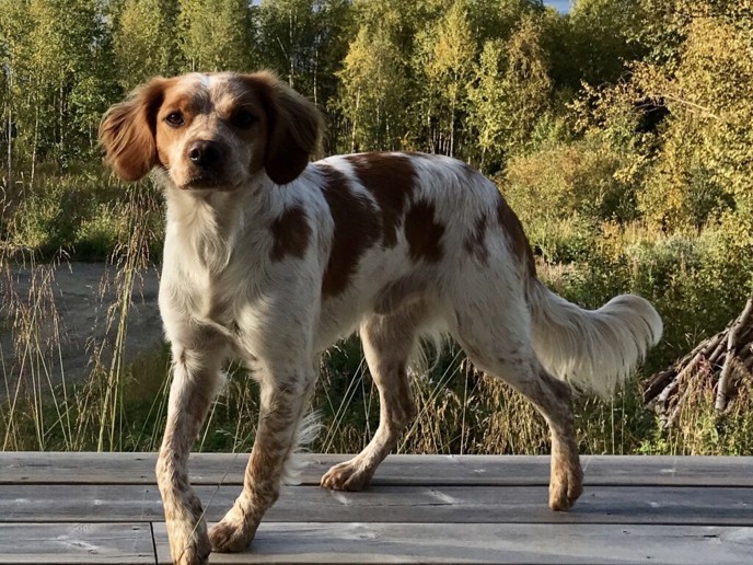 Crilos Sigfrid 1024X932