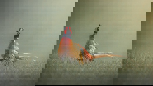 Carl Wynn Egbyqdxjz 0 Unsplash