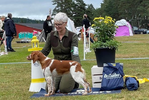 Eva o Puzzel BIG1 BIS3