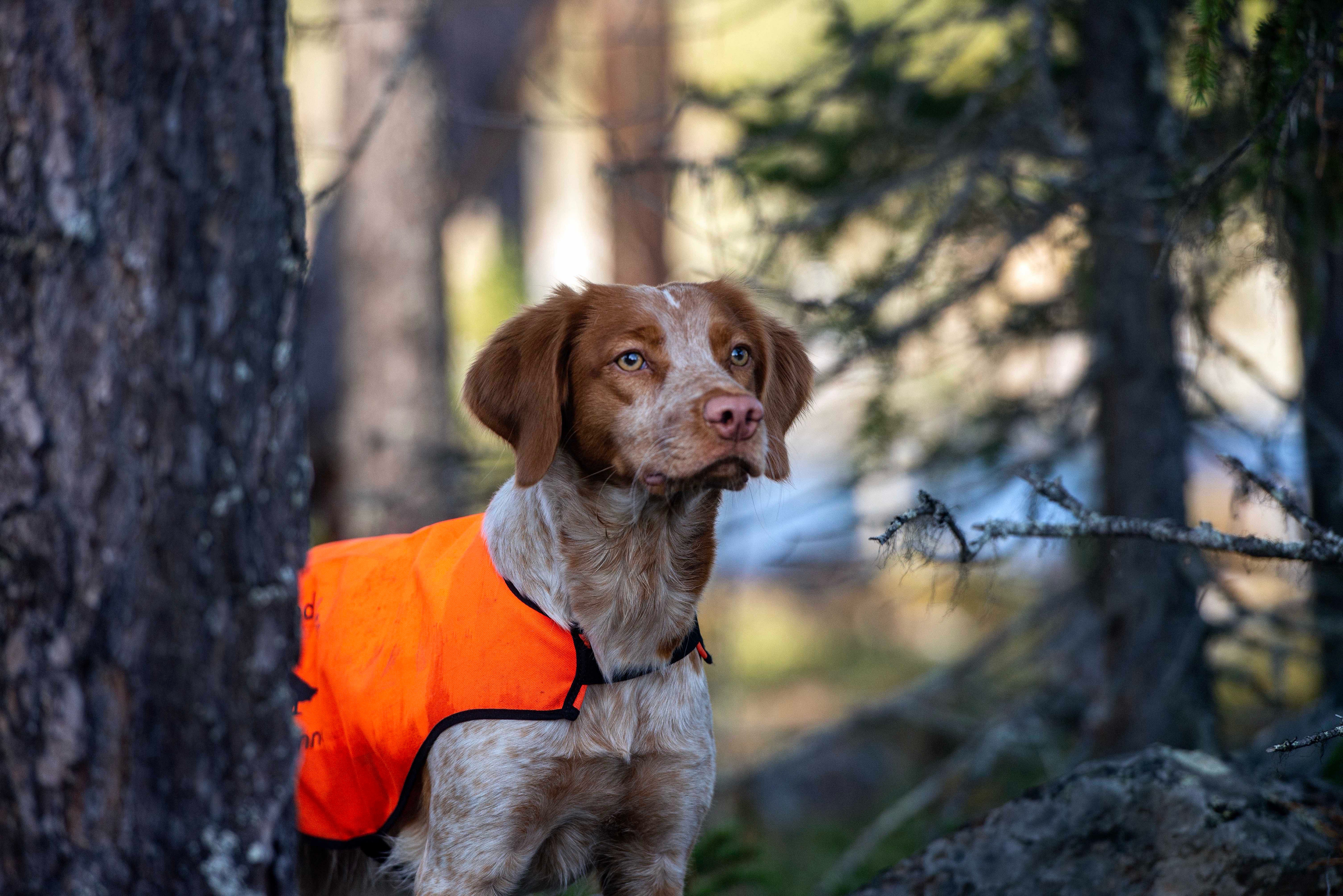 Ruffedalen's TP Lucia 2