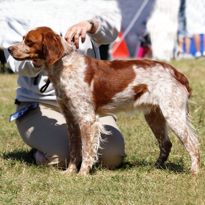 Eirams Raska Rivjärn 1