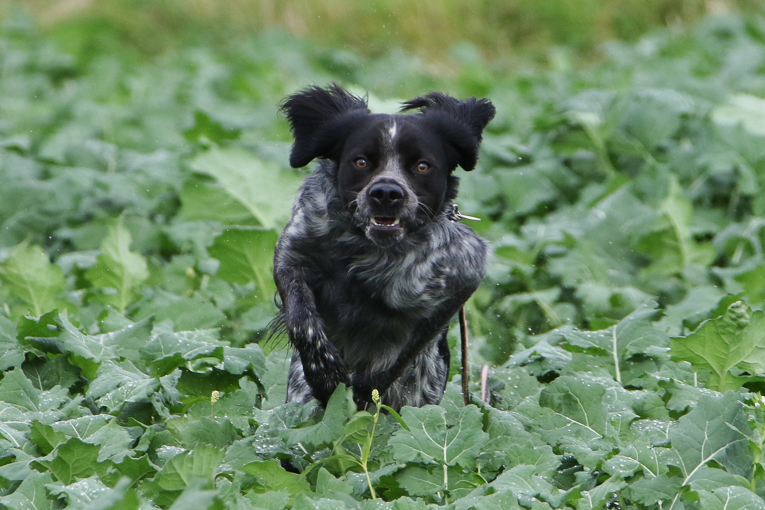 Almkullens Konjak2022 3