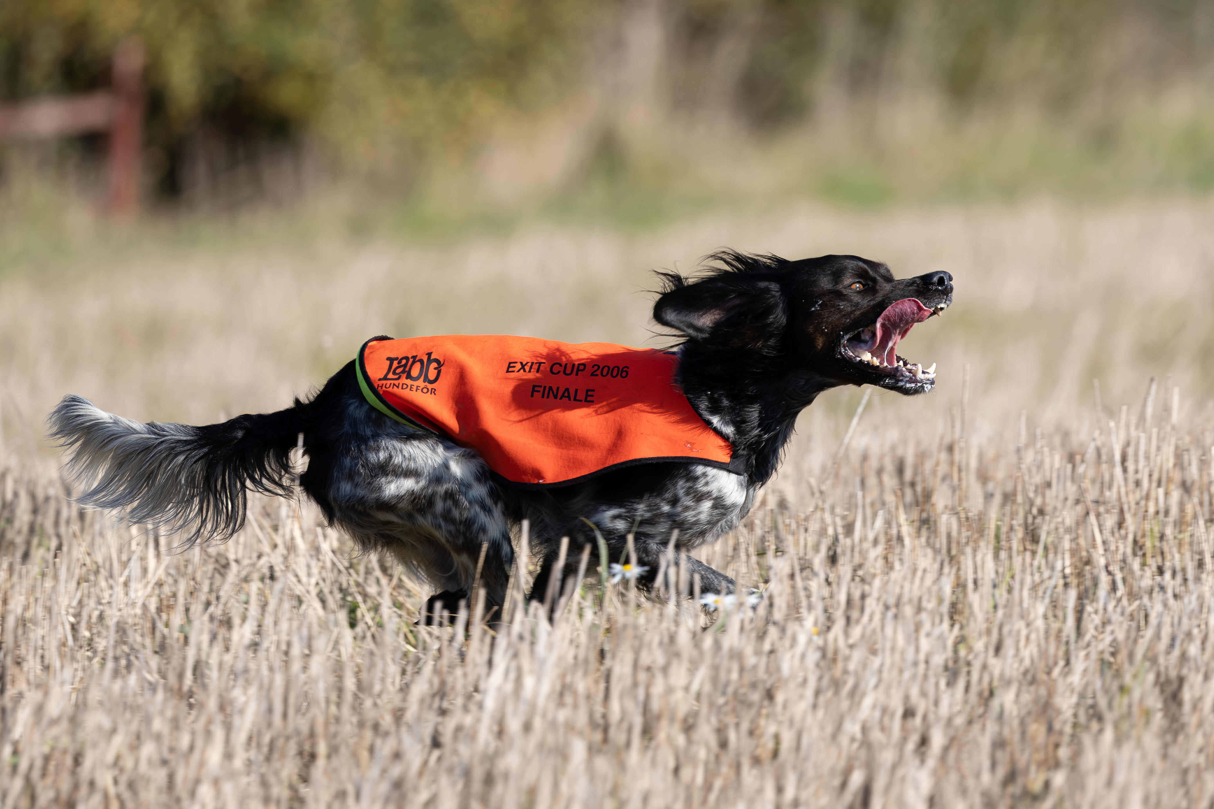 Lill Gemons Nebbiolo (6)