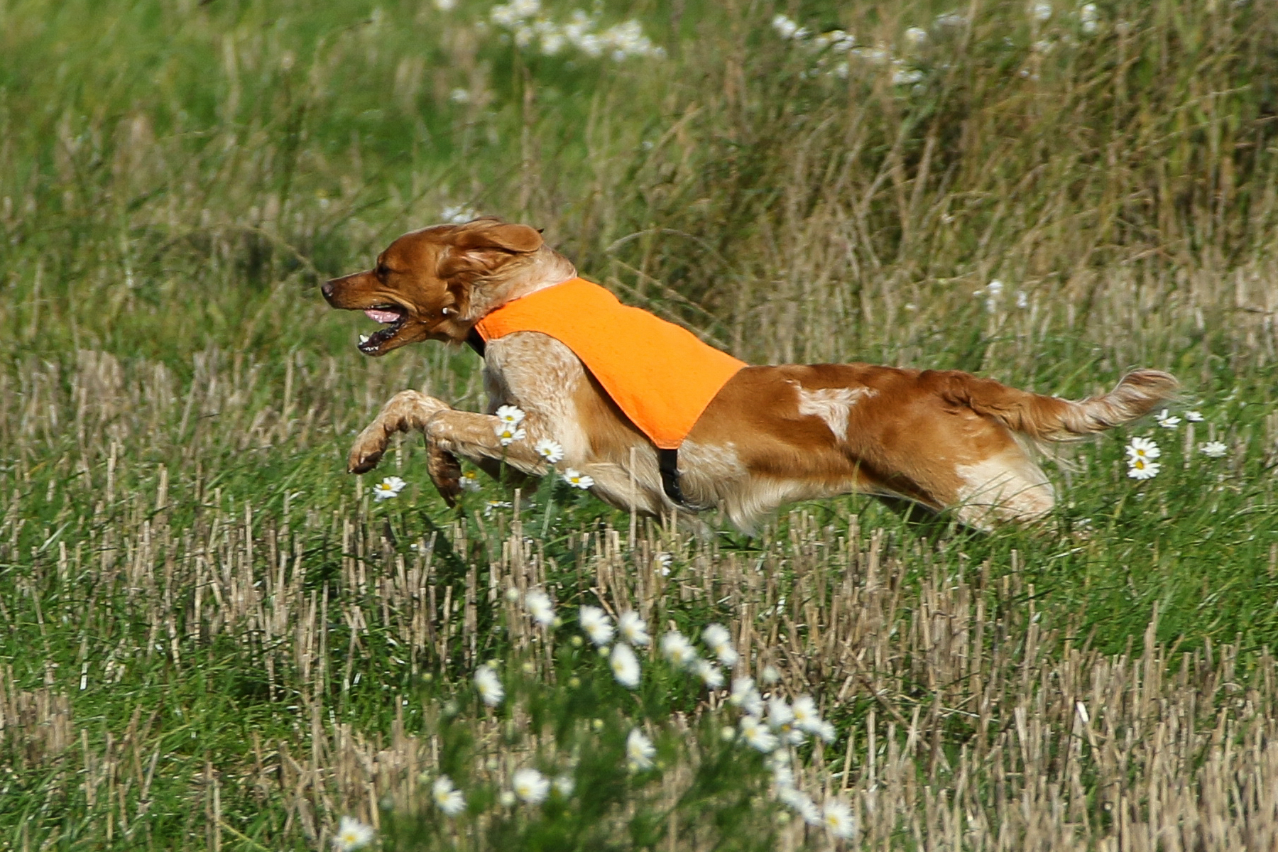 Fiskonfjällets Tua 1